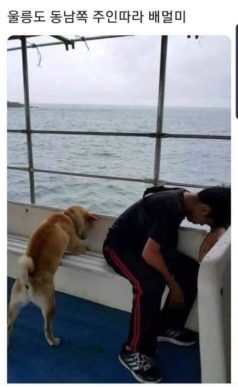 Dog follows owner onto ferry to Ulleung Island, immediately regrets it