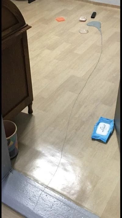 Cat Toy Trail of Destruction Across the Floor