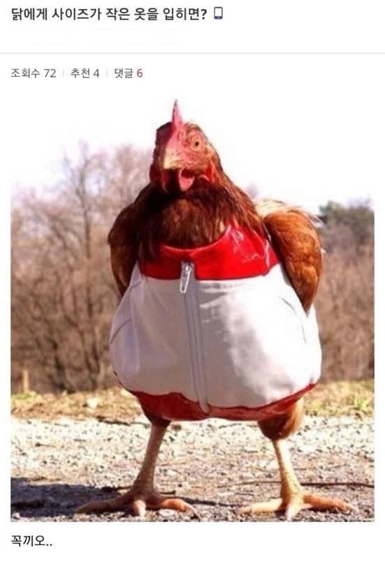 What happens when you put too-small clothes on a chicken?